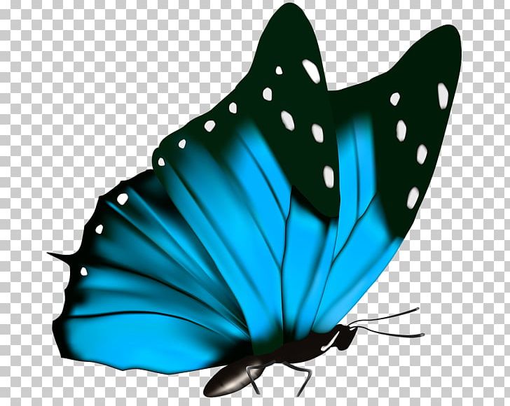 Butterfly Green Greta Oto PNG, Clipart, Arthropod, Blue, Brush Footed Butterfly, Butterflies And Moths, Butterfly Free PNG Download