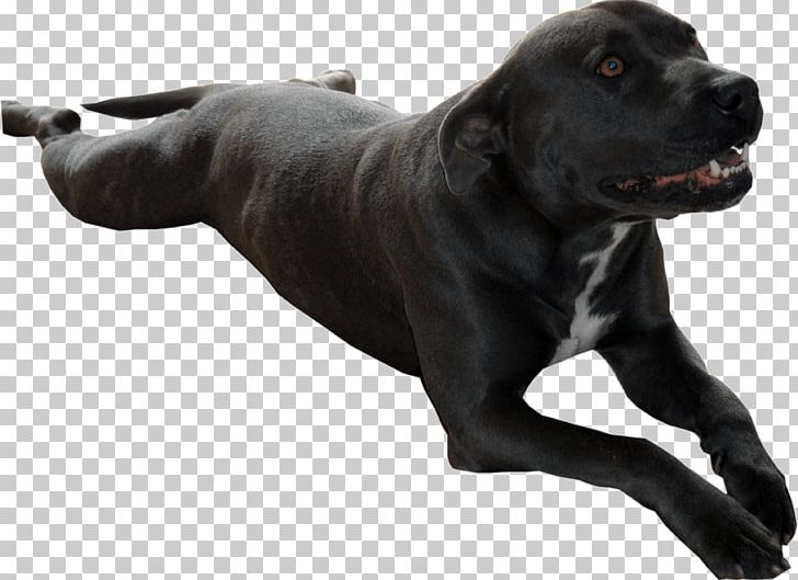 Dog Breed Cane Corso Data Compression Sporting Group PNG, Clipart, Breed Group Dog, Buster, Cane Corso, Carnivoran, Color Quantization Free PNG Download