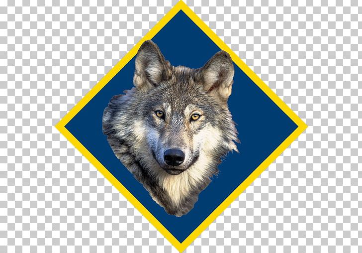 Dog Indian Wolf Canidae Red Wolf Wildlife PNG, Clipart, Canidae, Canis, Carnivoran, Coyote, Dita Von Teese Free PNG Download
