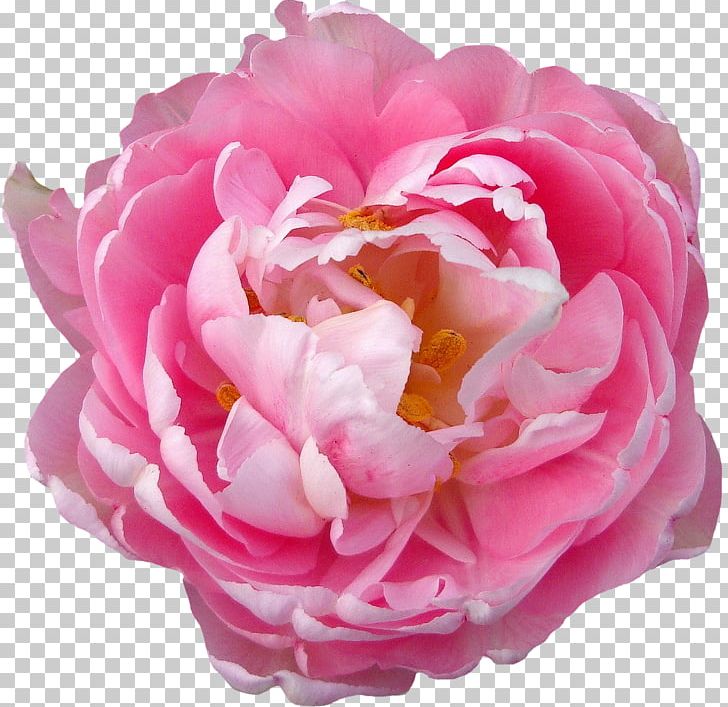 Rose Flower Blossom Pink PNG, Clipart, Blossom, Cut Flowers, Desktop Wallpaper, Download, Floribunda Free PNG Download