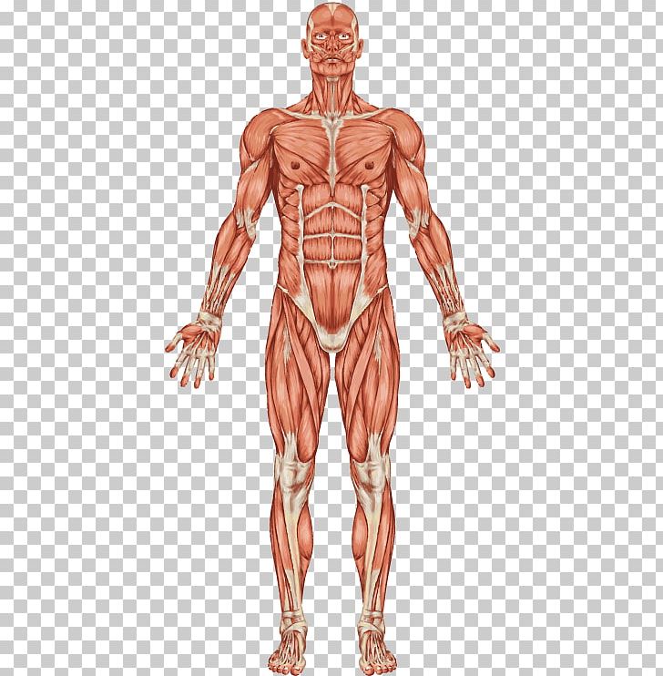 The Muscular System Human Body Muscle Human Skeleton PNG, Clipart, Abdomen, Anatomy, Arm, Bodybuilder, Fictional Character Free PNG Download