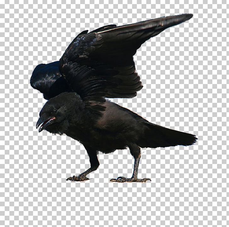 American Crow New Caledonian Crow Rook Bird Passerine PNG, Clipart, American Crow, Animals, Beak, Bird, Common Raven Free PNG Download