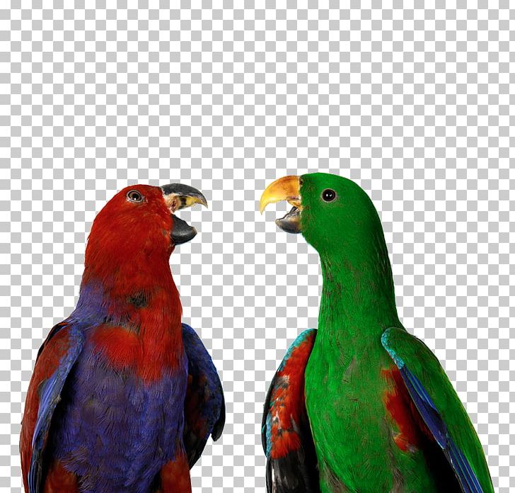 Bird Eclectus Parrot Cockatoo U9ce5u985e: U9e1au9d61 Parrot Training PNG, Clipart, Animals, Beak, Birdcage, Birds, Creative Free PNG Download