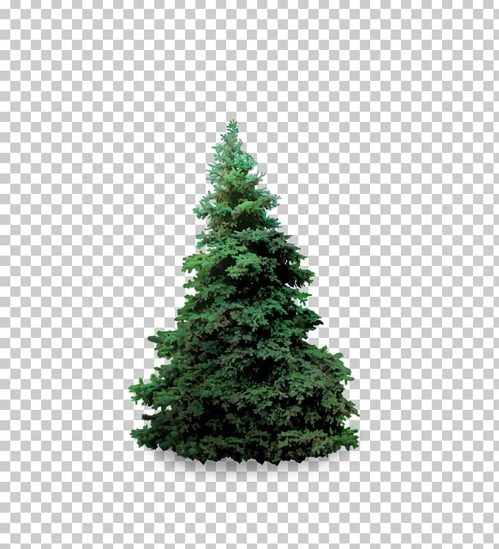 Blue Spruce Fir Plant Evergreen PNG, Clipart, Biome, Blue Spruce, Christmas Decoration, Christmas Ornament, Christmas Tree Free PNG Download