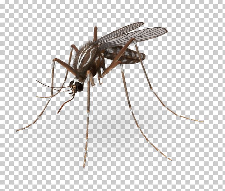 Mosquito Pest Control Insect PNG, Clipart, 3d Computer Graphics, 3d Modeling, Animated Film, Ant, Arthropod Free PNG Download