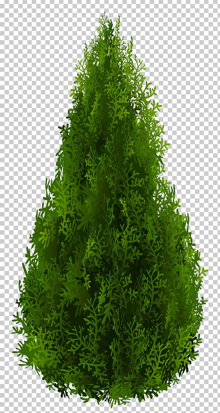 Shrub Tree Spruce PNG, Clipart, Arborvitae, Art, Bald Cypress, Biome, Cli Free PNG Download