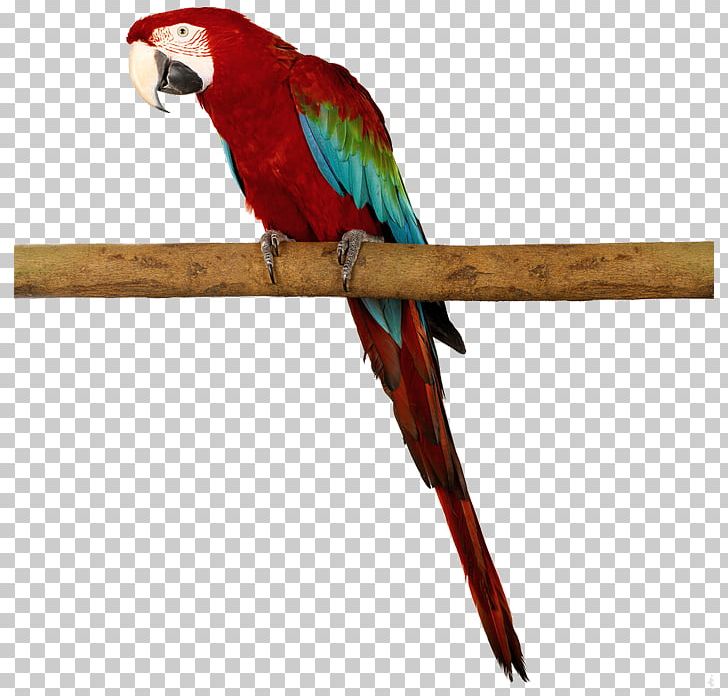 Amazon Parrot Bird Macaw PNG, Clipart, Animal, Animals, Beak, Birds, Color Free PNG Download