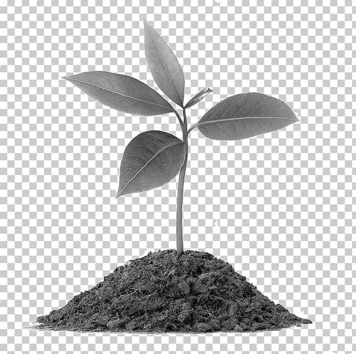 Plant Vermicompost Soil Root Botany PNG, Clipart, Black And White, Botany, Crop, Food Drinks, Germination Free PNG Download