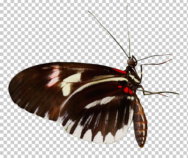 Moths And Butterflies Insect Butterfly Zebra Longwing Moth PNG, Clipart, Butterfly, Insect, Moth, Moths And Butterflies, Netwinged Insects Free PNG Download