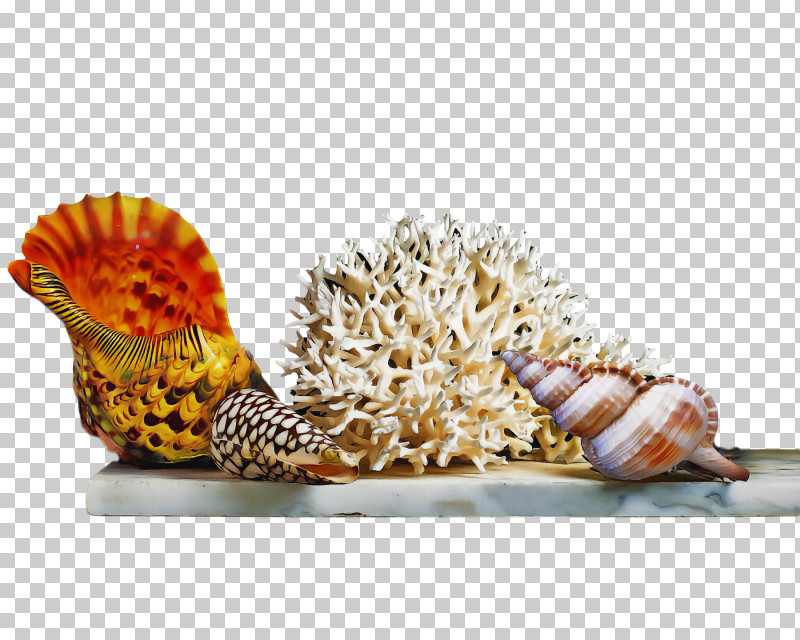 Seashell Cockle Bivalvia Conch Conchology PNG, Clipart, Bivalvia, Cartoon, Cockle, Conch, Conchology Free PNG Download