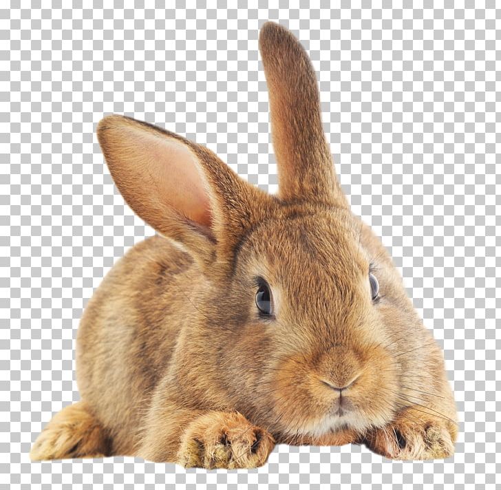 Domestic Rabbit European Rabbit Easter Bunny Hare PNG, Clipart, Animals, Domestic Rabbit, Dreams, Easter Bunny, European Rabbit Free PNG Download