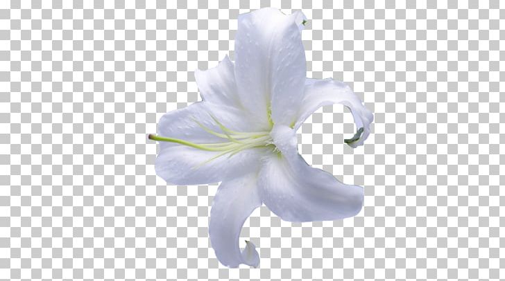 Lilium Flower PNG, Clipart, Calla Lily, Computer Software, Computer Wallpaper, Cut Flowers, Desktop Wallpaper Free PNG Download