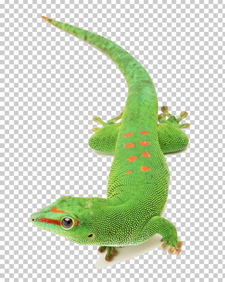 Lizard Chameleons Reptile PNG, Clipart, Animal, Animals, Anime Character, Anime Girl, Background Green Free PNG Download