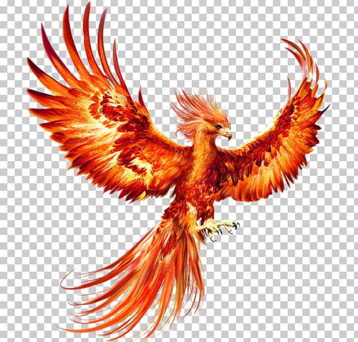 Politics Fasting Final Fantasy Explorers PNG, Clipart, Beak, Bird, Bird Of Prey, Bisou, Chicken Free PNG Download