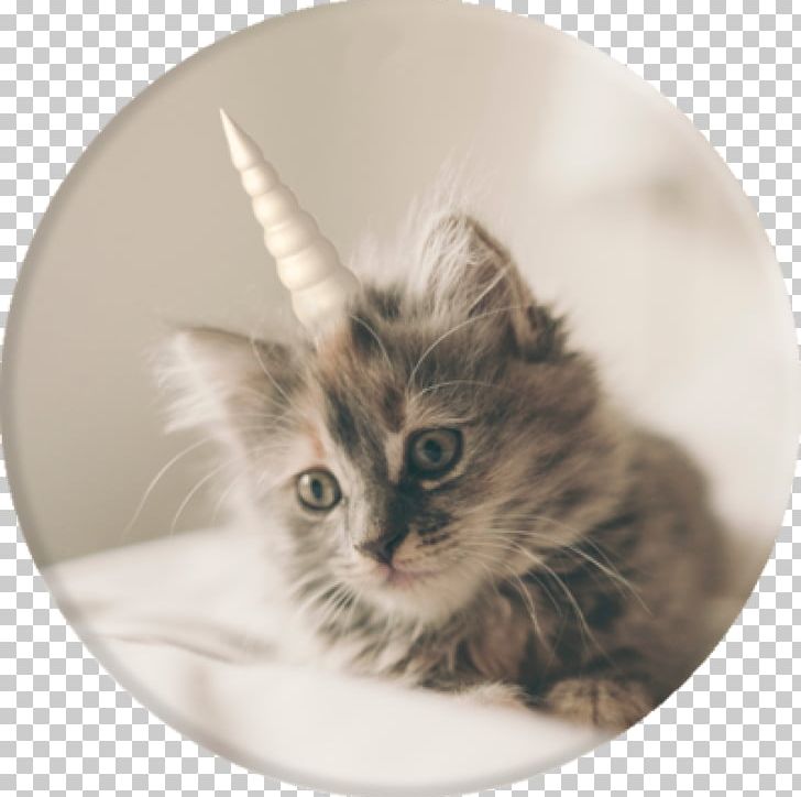 Cat Café Kitten Pet Purr PNG, Clipart,  Free PNG Download