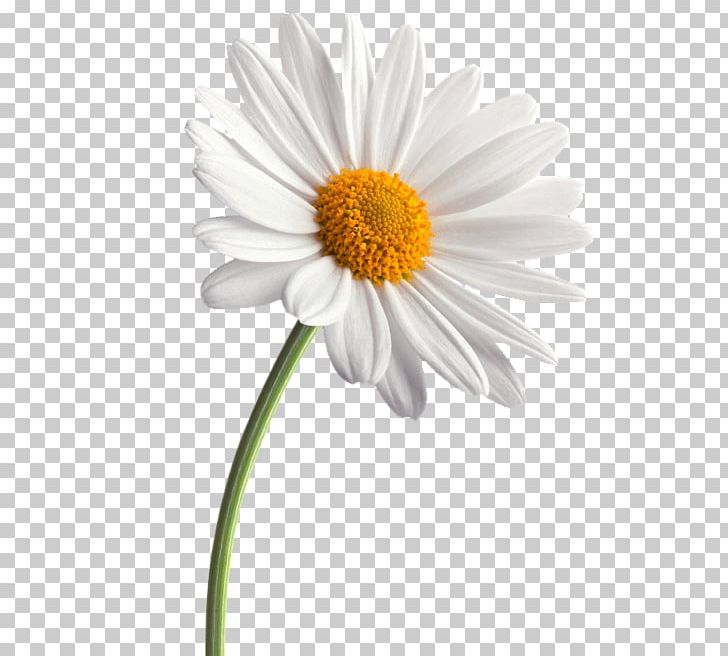 Common Daisy Flower Daisy Family Transvaal Daisy PNG, Clipart, Aster, Chamaemelum Nobile, Chamomile, Chrysanthemum, Chrysanths Free PNG Download