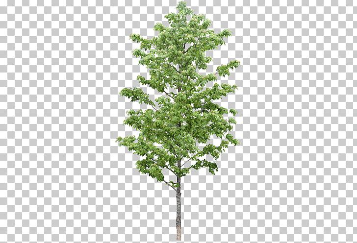 Frames PNG, Clipart, Bask, Branch, Conifer, Encapsulated Postscript, Evergreen Free PNG Download