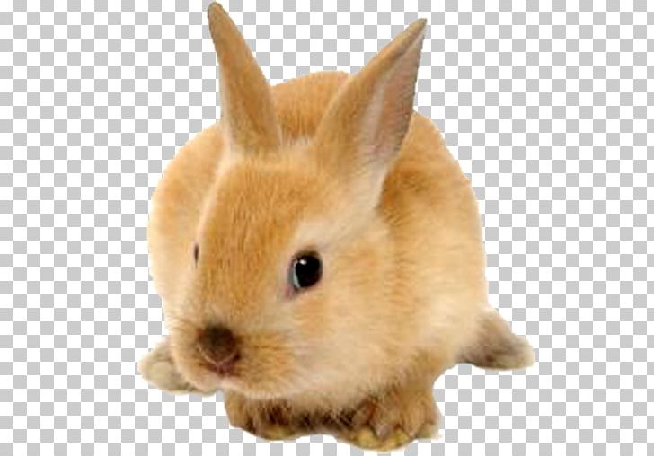 Hare Rabbit-proof Fence European Rabbit Halal PNG, Clipart, Animals, Behavior, Domestic Rabbit, Eastern Cottontail, European Rabbit Free PNG Download