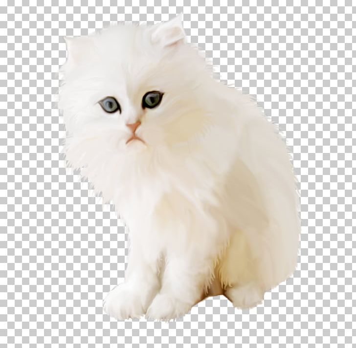 Persian Cat British Semi-longhair Asian Semi-longhair Minuet Cat Kitten PNG, Clipart, Animal, Animals, Asian Semilonghair, Asian Semi Longhair, Carnivoran Free PNG Download