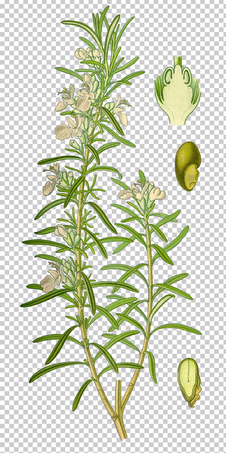 Rosemary Mediterranean Cuisine Herb Lamiaceae Officinalis PNG, Clipart, Botanical Illustration, Botany, Essential Oil, Hemp, Herbal Free PNG Download