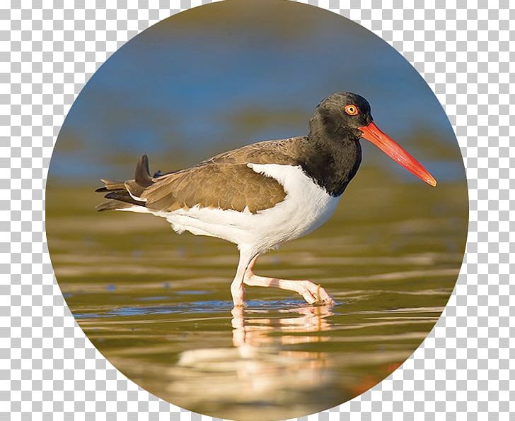 Bird Migration Atlantic Flyway Northeastern United States Animal Migration PNG, Clipart, American Oystercatcher, Animals, Atlantic Flyway, Beak, Bird Free PNG Download