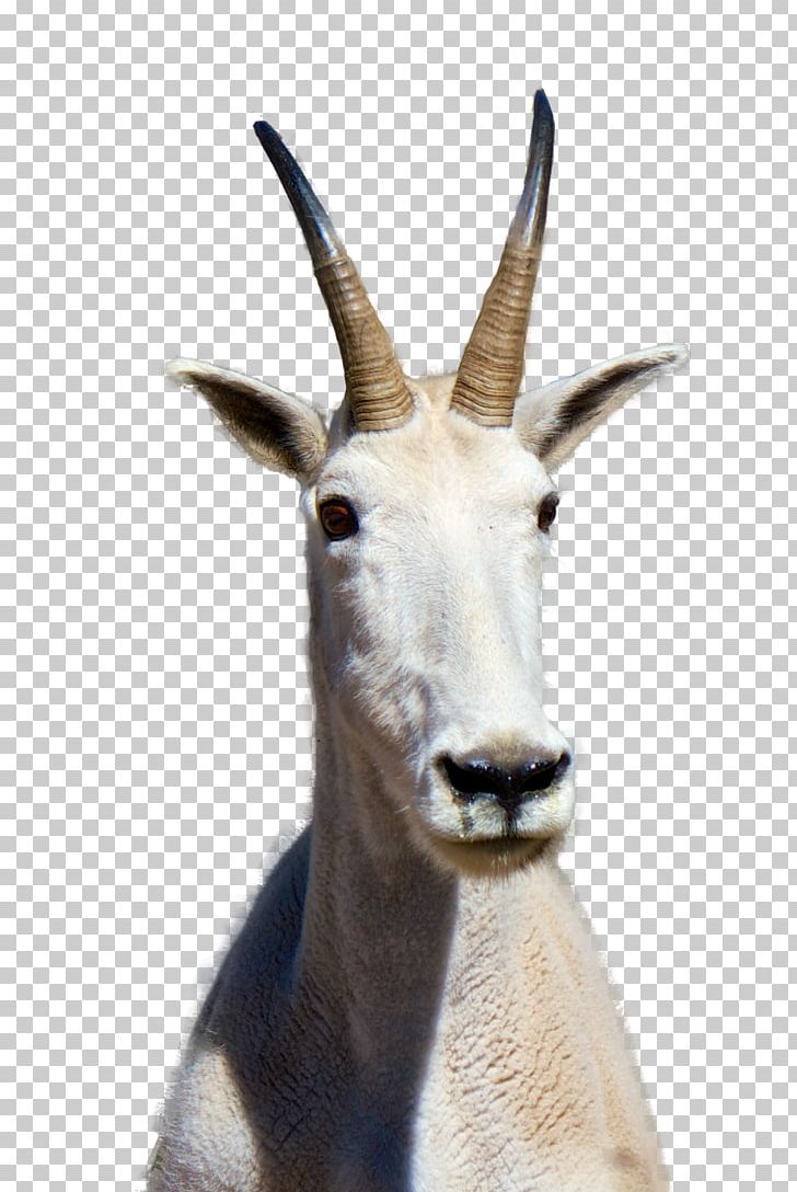 Mountain Goat PNG, Clipart, Animal, Animals, Antelope, Computer Icons, Cow Goat Family Free PNG Download