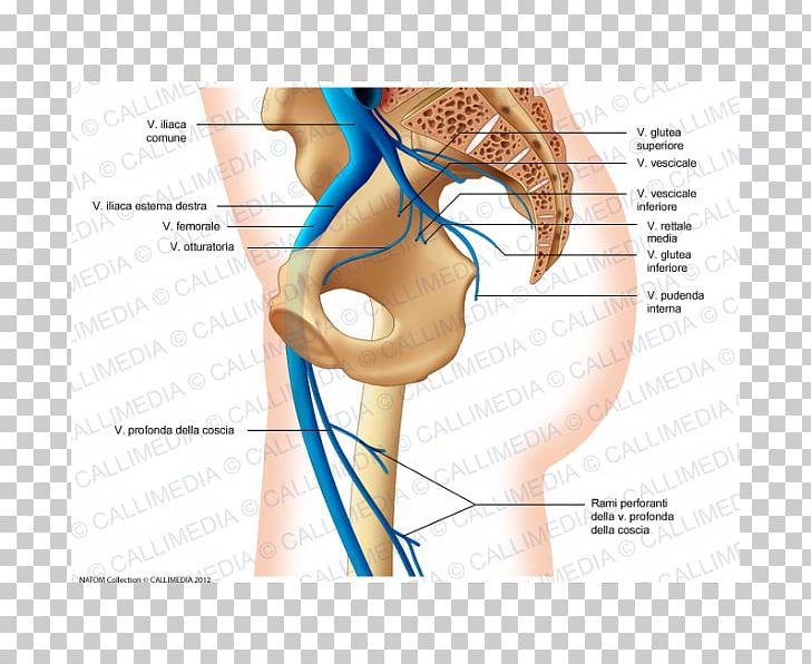 Superior Gluteal Artery Vein Inferior Gluteal Artery Thigh Gluteal Muscles PNG, Clipart, Abdomen, Anatomy, Angle, Arm, Blood Vessel Free PNG Download