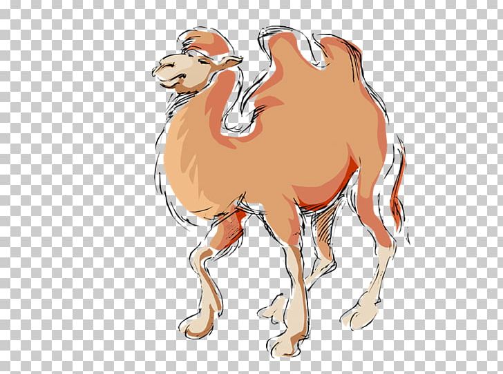 Dromedary Drawing Photography PNG, Clipart, Animal Figure, Arabian Camel, Blog, Camel, Camel Caravan Free PNG Download