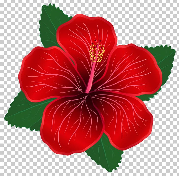 Flower Red PNG, Clipart, Annual Plant, China Rose, Chinese Hibiscus, Clip Art, Clipart Free PNG Download