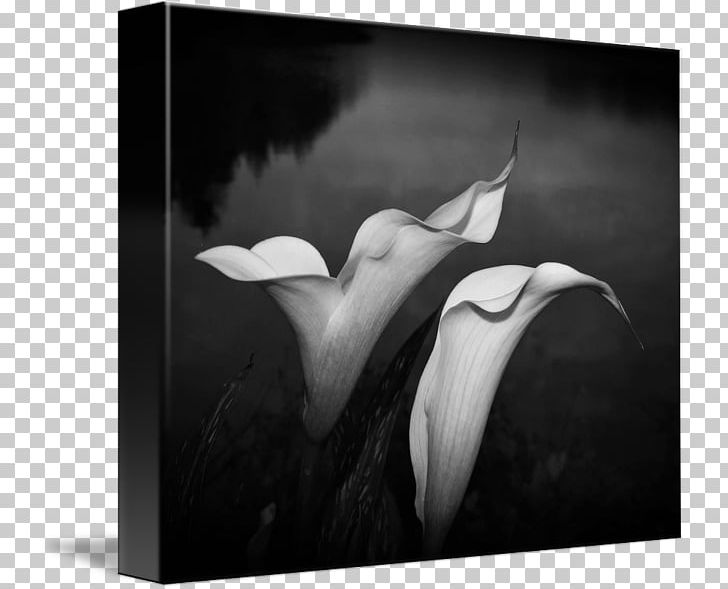 Monochrome Photography Still Life Photography PNG, Clipart, Black, Black And White, Black M, Callalily, Computer Free PNG Download