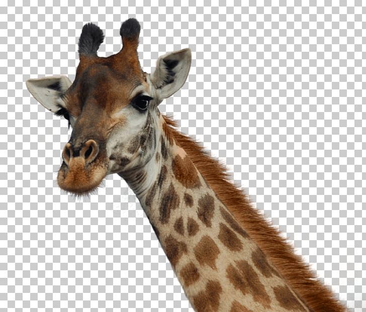 Portable Network Graphics Transparency Northern Giraffe PNG, Clipart, Animal, Desktop Wallpaper, Download, Fauna, Giraff Free PNG Download