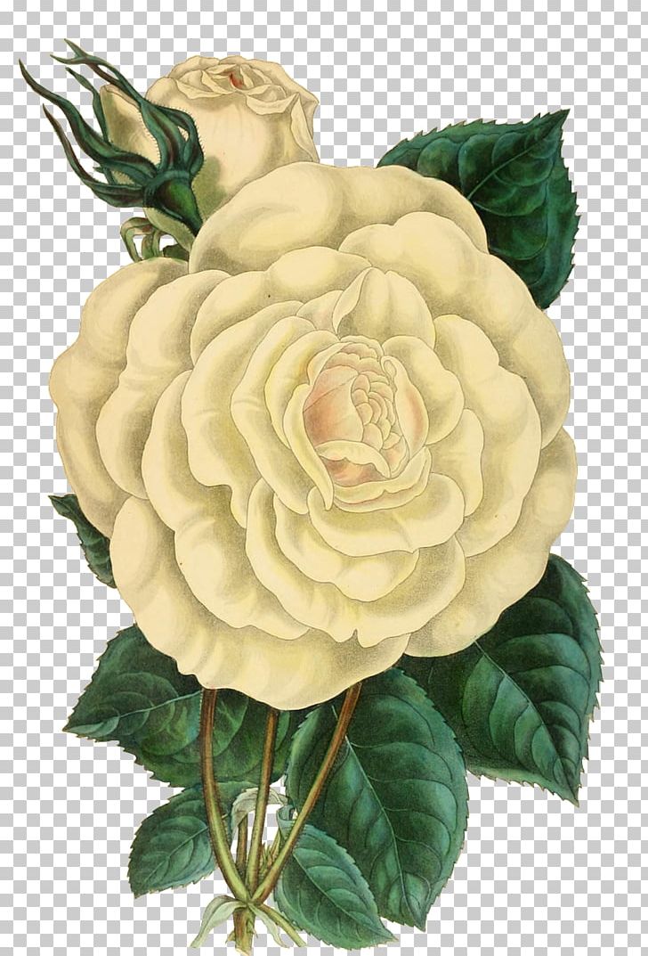 Rose PNG, Clipart, Cut Flowers, Floral Design, Flower, Flowering Plant, Flowers Free PNG Download