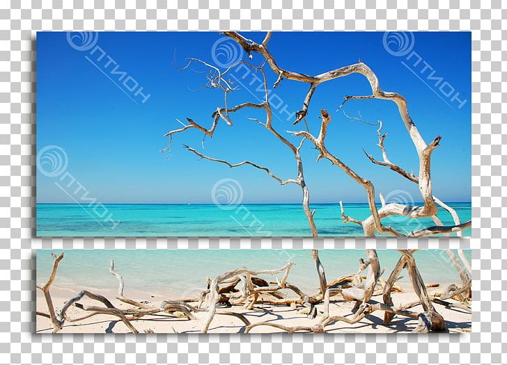 Viñales Valley Cayo Jutías Shore Sea PNG, Clipart, Azure, Beach, Branch, Caribbean, Cay Free PNG Download