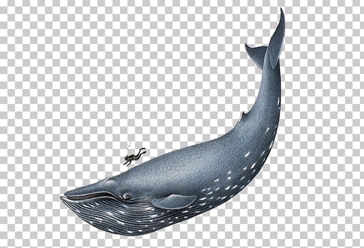 Blue Whale Homo Sapiens PNG, Clipart, Animal, Animals, Balaenoptera, Beluga Whale, Black And White Free PNG Download