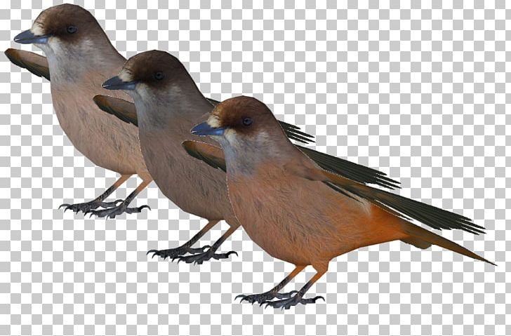 Finch Sparrow Beak Feather Wildlife PNG, Clipart, Animals, Beak, Bird, Fauna, Feather Free PNG Download