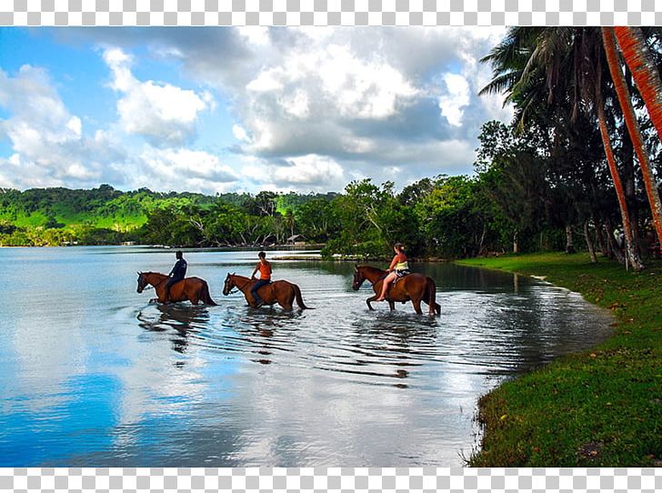 Horse Equestrian Centre Trail Riding Resort PNG, Clipart, Animals, Beach, Equestrian, Equestrian Centre, Glassbottom Boat Free PNG Download