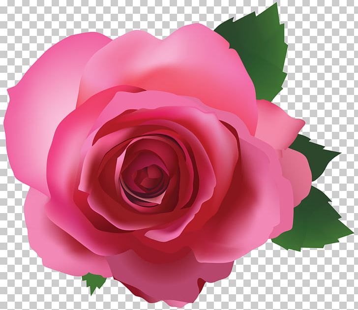 Rose Pink PNG, Clipart, 3d Computer Graphics, Annual Plant, China Rose, Closeup, Cut Flowers Free PNG Download