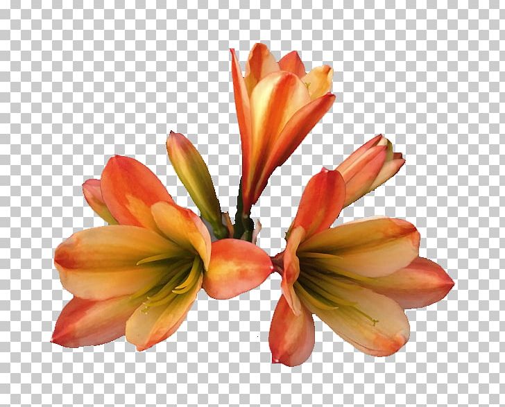 Cut Flowers Petal PNG, Clipart, Bud, Cut Flowers, Cycas, Flower, Flowering Plant Free PNG Download