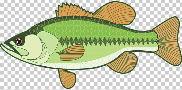 Largemouth Bass Open Bass Fishing PNG, Clipart, Angling, Animal Figure, Bass, Bass Fishing, Bony Fish Free PNG Download