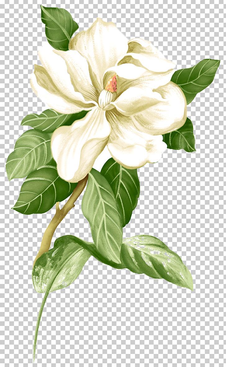 Painted White Jasmine Material PNG, Clipart, Black White, Branch, Canvas, Color, Desktop Wallpaper Free PNG Download