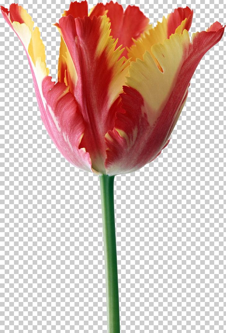 Parrot Tulips The Tulip: The Story Of A Flower That Has Made Men Mad Desktop PNG, Clipart, Anemone Coronaria, Blue, Bud, Bulb, Cut Flowers Free PNG Download
