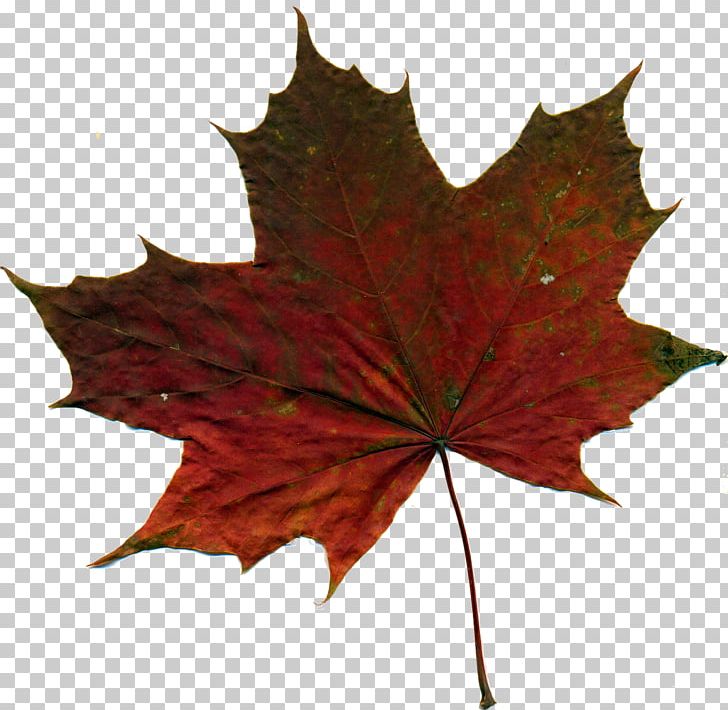 Photography Jammu And Kashmir PNG, Clipart, Autumn, Autumn Leaf, Computer Icons, Download, Fall Free PNG Download