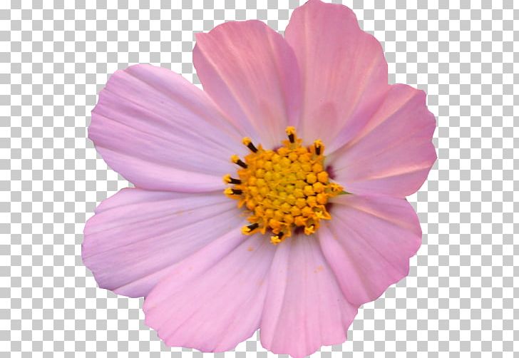 Garden Cosmos PNG, Clipart, Annual Plant, Cosmos, Daisy Family, Flower, Flowering Plant Free PNG Download