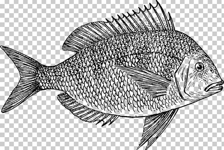 Scup Fish Drawing PNG, Clipart, Animals, Bass, Black And White, Black Sea Bass, Drawing Free PNG Download