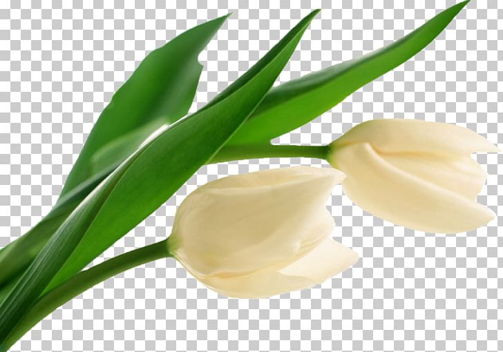 Tulip Flower White PNG, Clipart, Clip Art, Desktop Metaphor, Desktop Wallpaper, Flower, Flowering Plant Free PNG Download