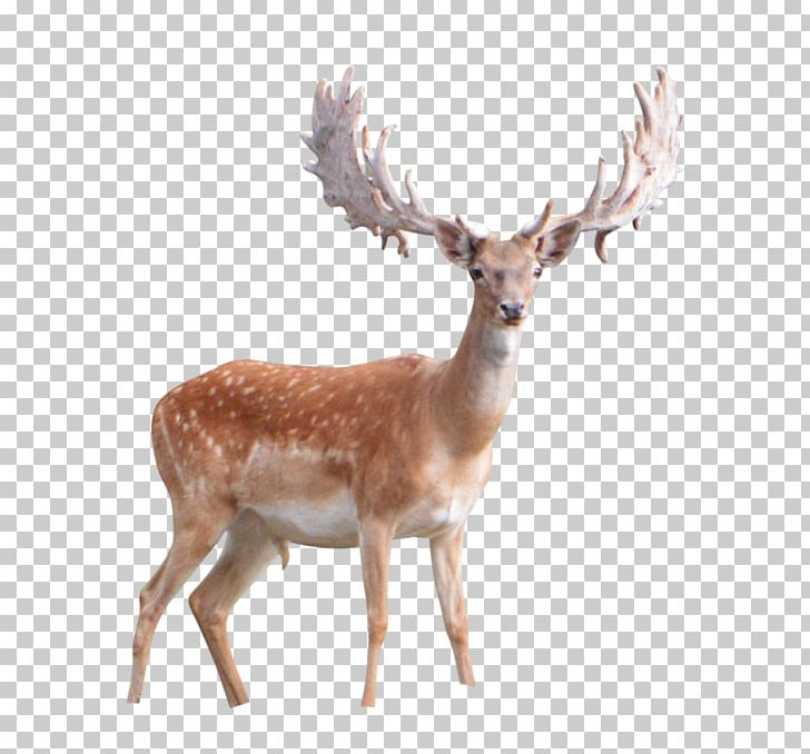 White-tailed Deer Desktop PNG, Clipart, Animals, Antler, Deer, Deer Head, Desktop Wallpaper Free PNG Download