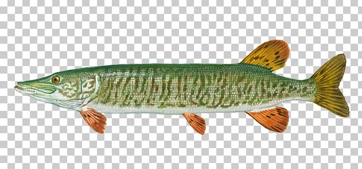 Northern Pike Tiger Muskellunge Fishing Salmon PNG, Clipart, American Pickerel, Angling, Animal Figure, Bass, Bony Fish Free PNG Download