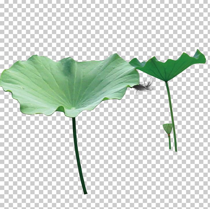 Qingming Nelumbo Nucifera Zongzi PNG, Clipart, Cold Food Festival, Decoration, Download, Euclidean Vector, Flower Free PNG Download