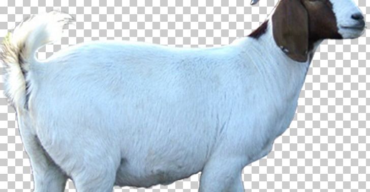 Sheep Cattle Boer Goat Livestock Animal Husbandry PNG, Clipart, Animal Husbandry, Animals, Aqiqah, Boer Goat, Cattle Free PNG Download