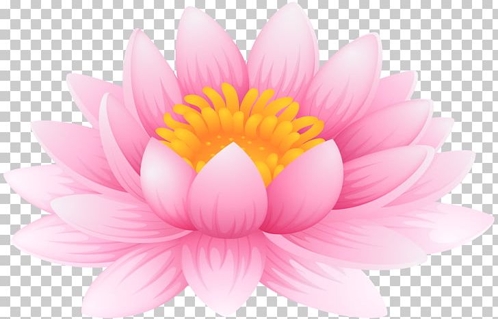 Nelumbo Nucifera Nymphaea Lotus Lilium PNG, Clipart, Aquatic Plant, Chrysanths, Closeup, Computer Wallpaper, Dahlia Free PNG Download